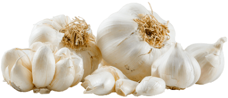 Organic Garlic