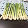 Fresh Lemongrass