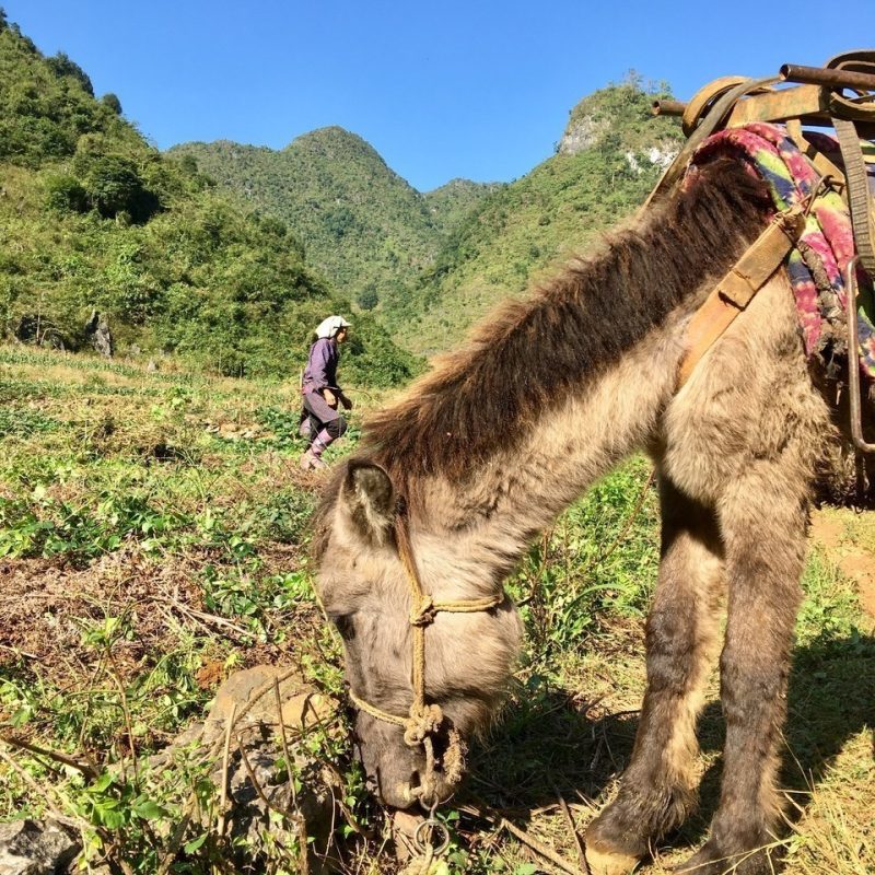 Cao bang farm view