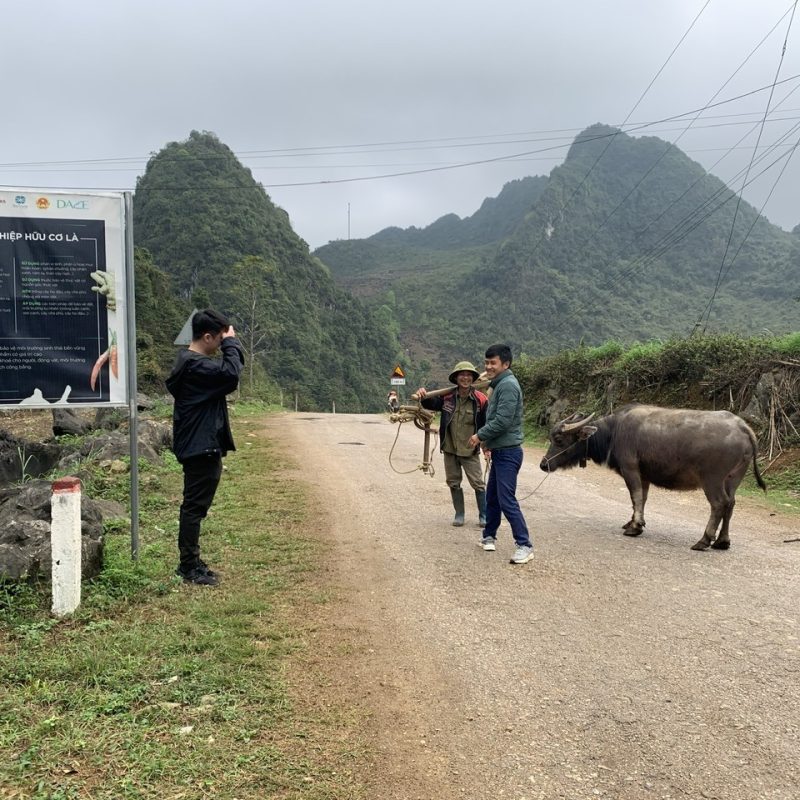 Two men leading a buffalo on a rural road with mountainous terrain in the background, near a signboard promoting organic agriculture.