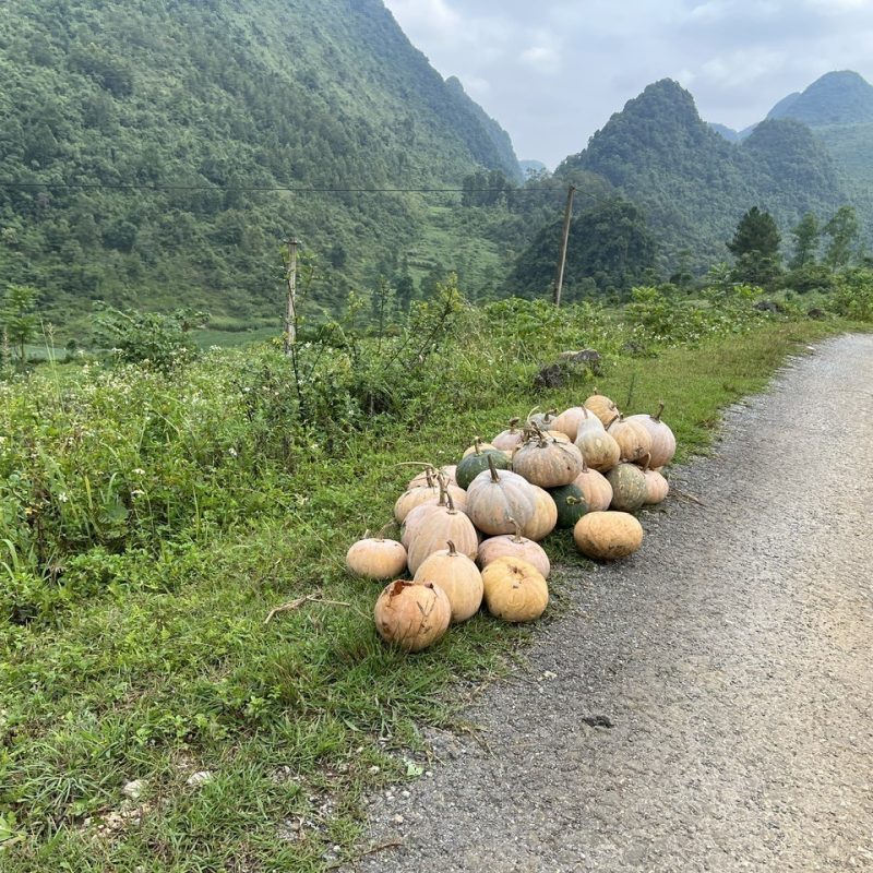 A pile of pumpkins on the side of a rural dirt road with lush green mountains in the background